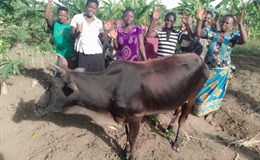 3 neue Kühe für 3 Familien in Uganda für "more Milk"